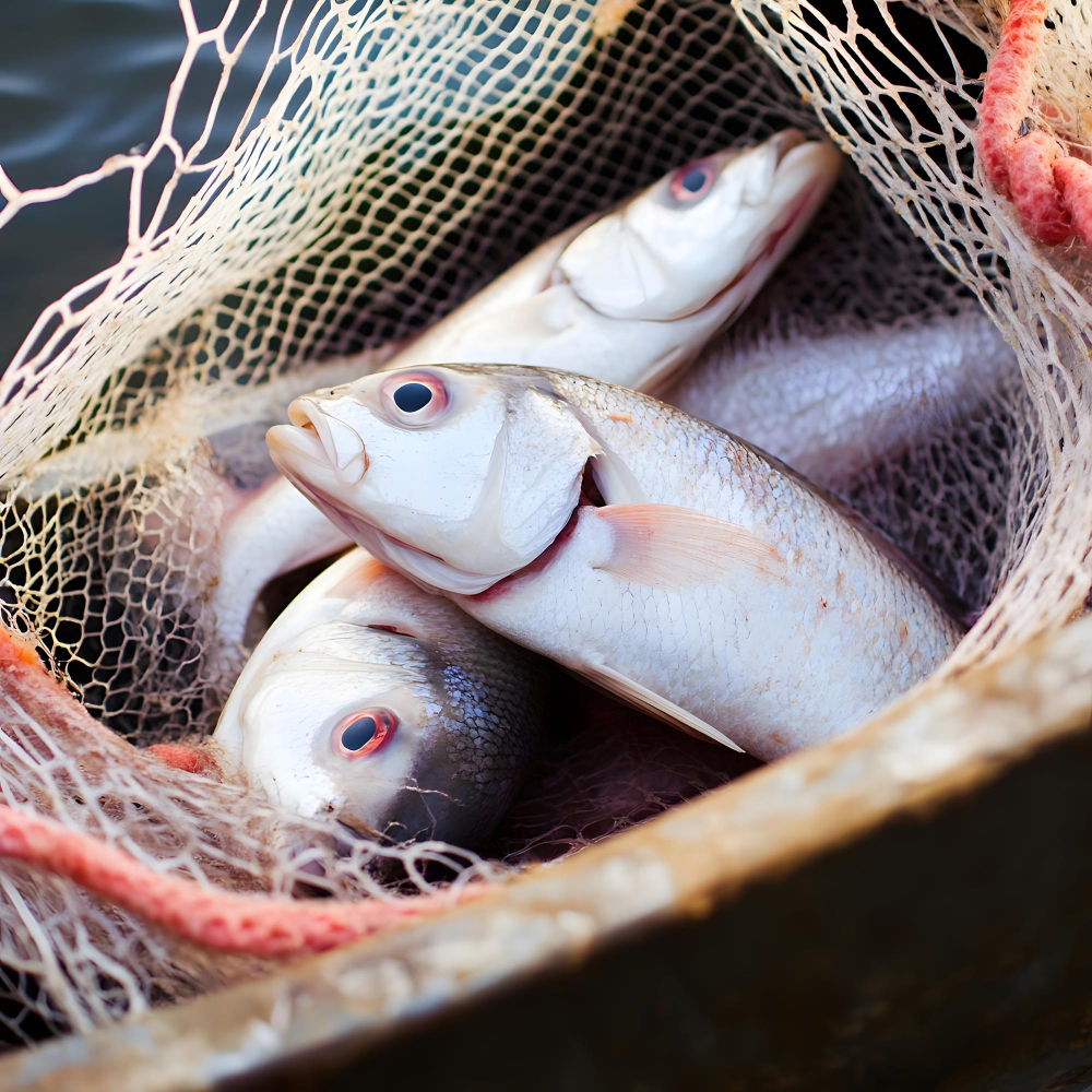 Exportación pescado